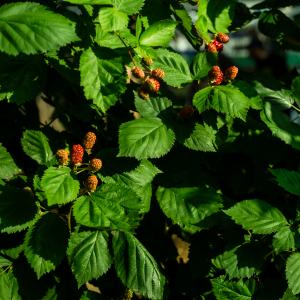 Atelier jardinage et balade verte au Jardin21