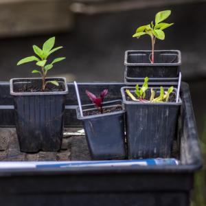 Atelier jardinage "Blind test arômatiques" au Jardin21