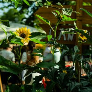 Atelier création d'empreintes végétales au Jardin21