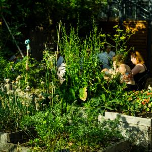 Atelier création d'empreintes végétales au Jardin21