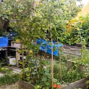 Petit déjeuner et découverte d’un jardin urbain collectif et solidaire - Biennale Multitude