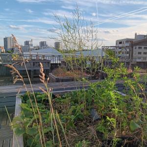 L'Arche en l'île, un habitat participatif de L'Ile-Saint-Denis