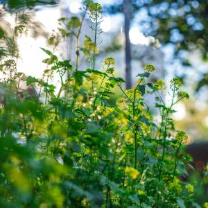 Atelier herbier au Jardin21: récolter des plantes et les préparer au séchage