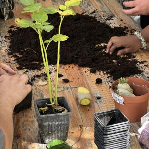 Atelier au Jardin21 : récolter des graines & faire des semis