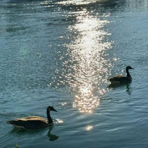 Les crues et inondations de la Marne
