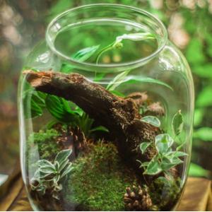 Terrarium