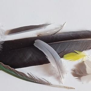 Identification des plumes au parc de la Poudrerie