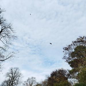 Atelier en famille : Apprendre à observer et identifier les oiseaux