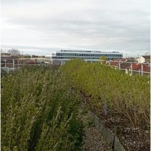 Le toit de l’aromathèque Permapolis, visite-dégustation en mode hivernal