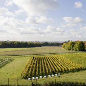 Parcours vigne et vin d'Ile de France au parc du Sausset