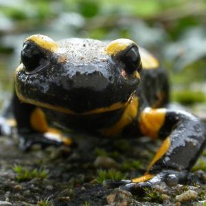 Les amphibiens du Parc forestier de la Poudrerie