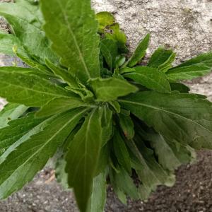 L'usage des plantes au Parc forestier de la Poudrerie