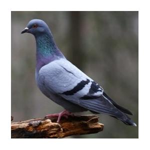 Piger les pigeons au Parc forestier de la Poudrerie