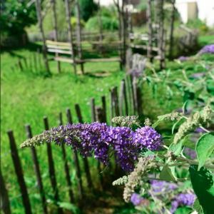 Jardin des papillons © Mairie de Courbevoie