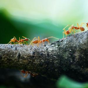 A la découverte des insectes au Parc de L'Ile-Saint-Denis