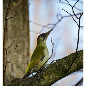 Balade Ornithologique au parc de L'Ile-Saint-Denis