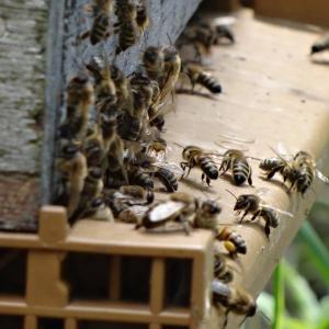 Atelier découverte du monde des abeilles et dégustation de miels