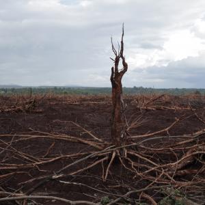 Phuong Linh Nguyen, Memory of the Blind Elephant (2016) (video still). Courtesy the artist
