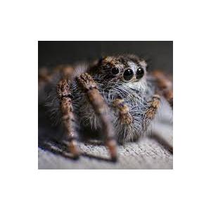 A la rencontre des araignées dans le parc départemental de la Haute-Île