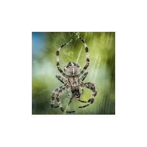 A la rencontre des araignées dans le parc départemental de la Haute-Île