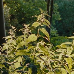 Atelier enfant - Fabrication d'un herbier au Crédac