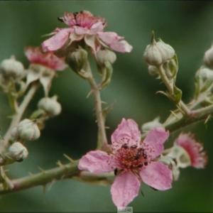 Atelier enfant - Fabrication d'un herbier au Crédac