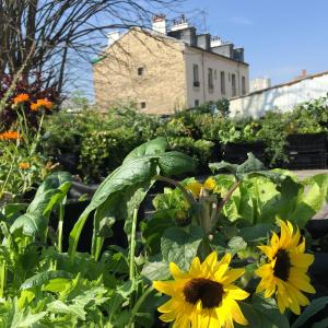 Herboristerie au Rooftop Crate Garden