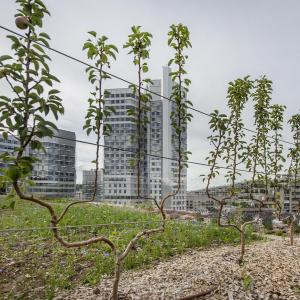 À la découverte de l’agriculture au sein de la Ferme urbaine de Métal 57