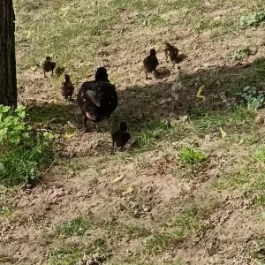 Balade des Coteaux : du Plateau aux Bords de Marne de Champigny