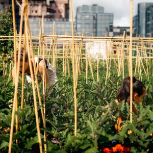 Mont d'Est à Noisy-le-Grand, territoire d'innovation urbaine : Visite du site de Courtine et Ma salade à toit.