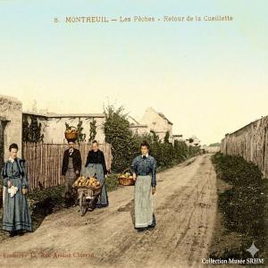 La longue histoire des murs à pêches avec la Société Régionale Horticole de Montreuil