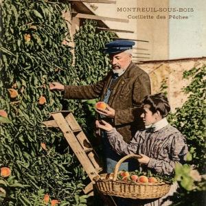 La longue histoire des murs à pêches avec la Société Régionale Horticole de Montreuil