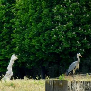 Fête de la Nature : comptage des oiseaux à Saint-Cloud