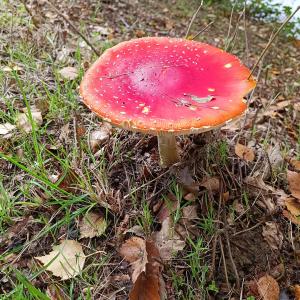 Observation et création de champignon dans le Parc de la Poudrerie