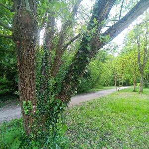Balade et apprentissage des différents arbres qui peuplent le parc de la Poudrerie