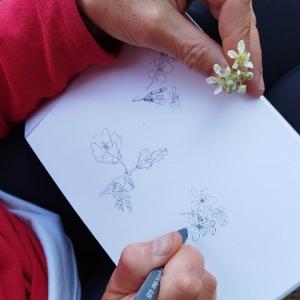 Dessin botanique & plantes sauvages des bords de Seine