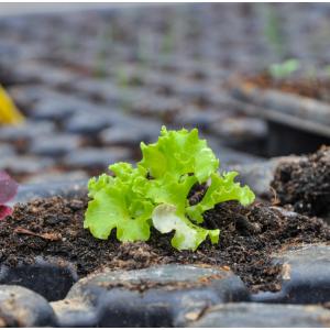 Atelier Potager & Animaux à la Ferme de Gally de St-Denis