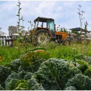 Atelier Potager & Animaux à la Ferme de Gally de St-Denis