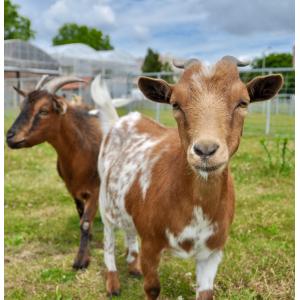 Atelier Potager & Animaux à la Ferme de Gally de St-Denis