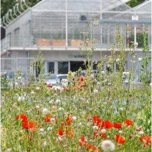 Atelier Potager & Animaux à la Ferme de Gally de St-Denis