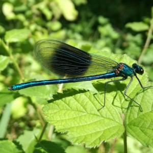 À la découverte des insectes dans le parc départemental de la Haute-Île