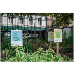 Atelier d’initiation aux plantes médicinales au musée d’art et d’histoire de Saint-Denis – Journées du patrimoine