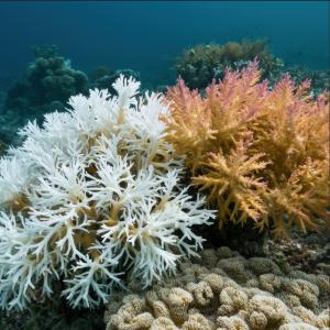 Démonstration - Les mécanismes du réchauffement climatique : acidification des océans