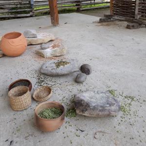 Atelier : Petites graines d'ici et d'ailleurs - Carpologie