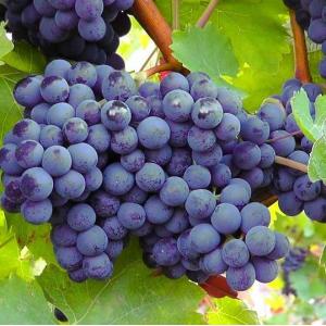 Balade - dégustation : le Plateau et les Vignes du Coteau à Champigny