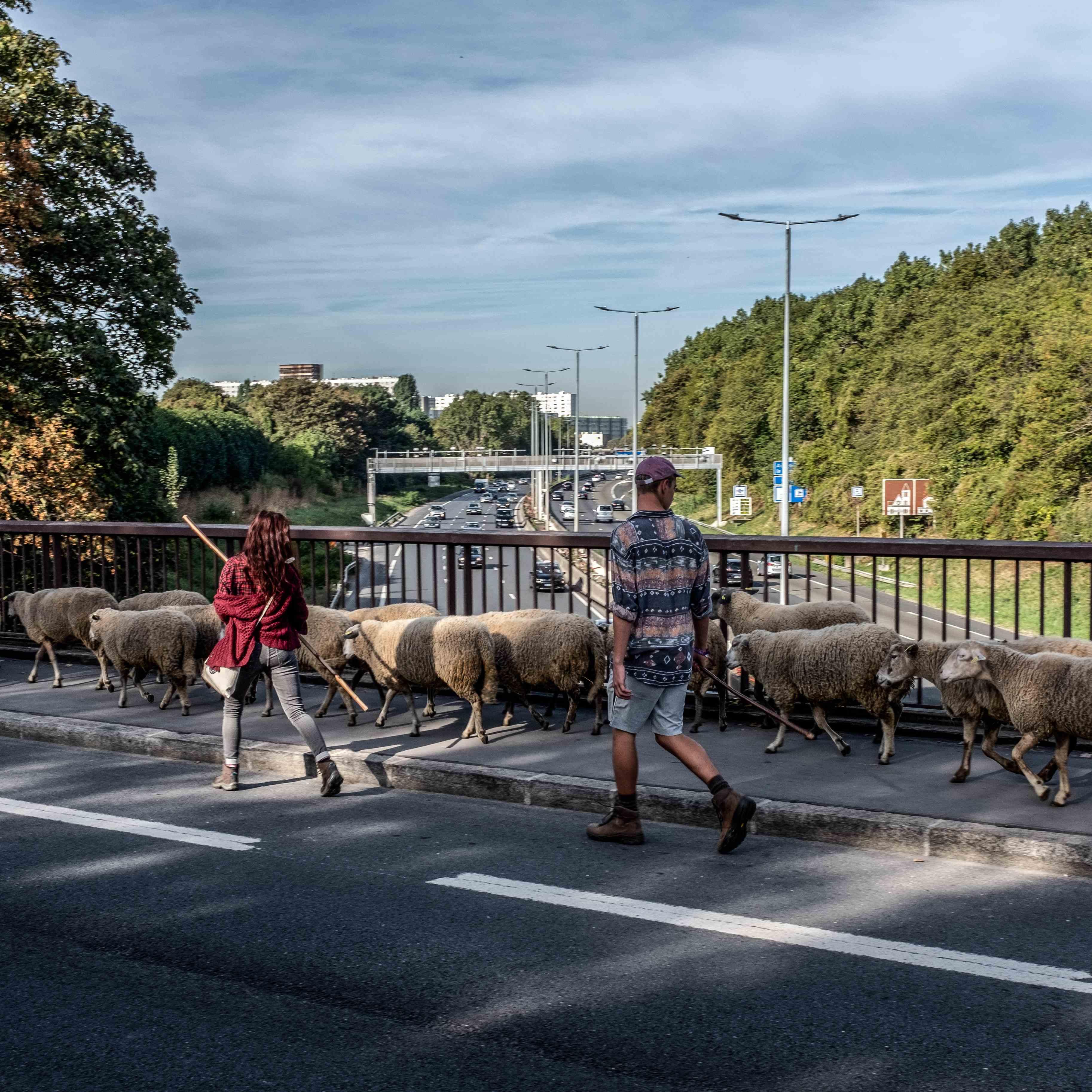 Balade Gratuite Autour Du Grand Paris En Compagnie De Moutons