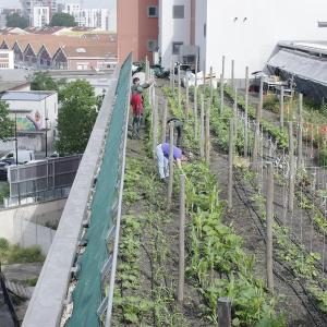 Balade sur les toits à la découverte d’une micro-ferme urbaine