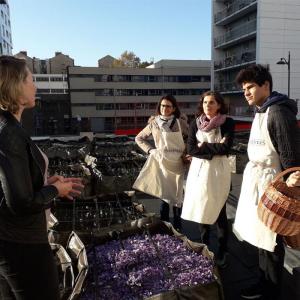 Atelier cueillette et émondage du safran sur les toits de Paris