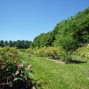 Histoire de lilas et autres plantes au parc de Vitry