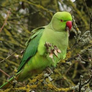 Observation des oiseaux et libellules au Parc des Aulnes à Fresnes